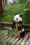 Giant Panda (Ailuropoda melanoleuca) 