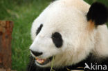 Giant Panda (Ailuropoda melanoleuca) 