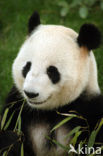 Giant Panda (Ailuropoda melanoleuca) 