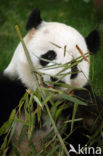 Giant Panda (Ailuropoda melanoleuca) 