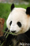 Giant Panda (Ailuropoda melanoleuca) 