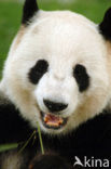 Giant Panda (Ailuropoda melanoleuca) 