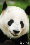 Giant Panda (Ailuropoda melanoleuca) 