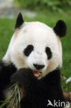 Giant Panda (Ailuropoda melanoleuca) 