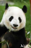 Giant Panda (Ailuropoda melanoleuca) 