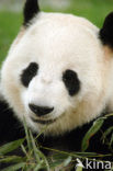 Giant Panda (Ailuropoda melanoleuca) 