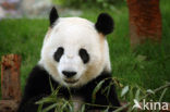 Giant Panda (Ailuropoda melanoleuca) 