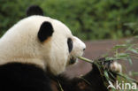 Giant Panda (Ailuropoda melanoleuca) 