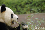 Giant Panda (Ailuropoda melanoleuca) 