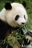 Giant Panda (Ailuropoda melanoleuca) 