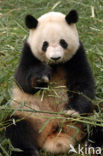 Giant Panda (Ailuropoda melanoleuca) 