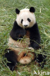 Giant Panda (Ailuropoda melanoleuca) 