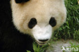 Giant Panda (Ailuropoda melanoleuca) 