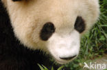 Giant Panda (Ailuropoda melanoleuca) 