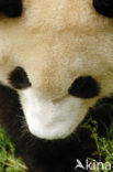 Giant Panda (Ailuropoda melanoleuca) 