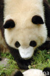 Giant Panda (Ailuropoda melanoleuca) 