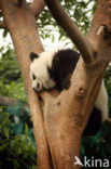 Giant Panda (Ailuropoda melanoleuca) 