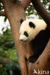 Giant Panda (Ailuropoda melanoleuca) 