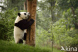 Giant Panda (Ailuropoda melanoleuca) 