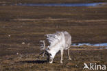 Rendier (Rangifer tarandus)