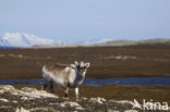 Rendier (Rangifer tarandus)