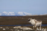 Rendier (Rangifer tarandus)