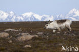 Reindeer