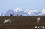 Reindeer