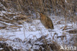 Bittern (Botaurus stellaris)