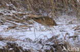 Bittern (Botaurus stellaris)