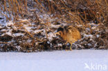 Bittern (Botaurus stellaris)