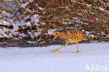 Bittern (Botaurus stellaris)