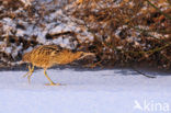 Bittern (Botaurus stellaris)