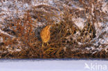 Bittern (Botaurus stellaris)