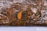 Bittern (Botaurus stellaris)