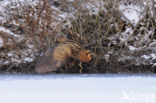 Bittern (Botaurus stellaris)