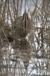 Bittern (Botaurus stellaris)