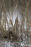 Bittern (Botaurus stellaris)