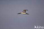 Red-throated Loon