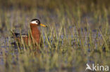 Rosse Franjepoot (Phalaropus fulicarius)