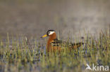 Rosse Franjepoot (Phalaropus fulicarius)