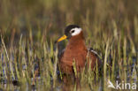 Rosse Franjepoot (Phalaropus fulicarius)