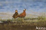 Rosse Franjepoot (Phalaropus fulicarius)