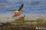 Rosse Franjepoot (Phalaropus fulicarius)