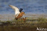 Rosse Franjepoot (Phalaropus fulicarius)