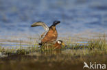 Rosse Franjepoot (Phalaropus fulicarius)