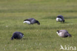 Rotgans (Branta bernicla)