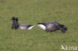 Rotgans (Branta bernicla)