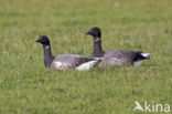 Brent Goose (Branta bernicla)