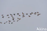 Rotgans (Branta bernicla)